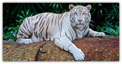 white tiger 2407799 640